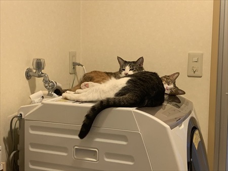 段ボールで運ばれる猫ちゃん