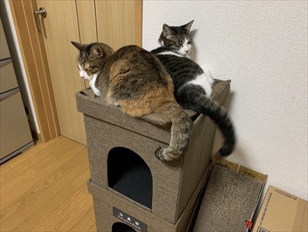 段ボールで運ばれる猫ちゃん