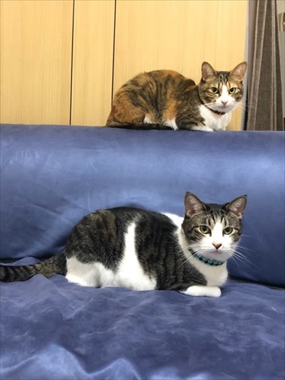 段ボールで運ばれる猫ちゃん