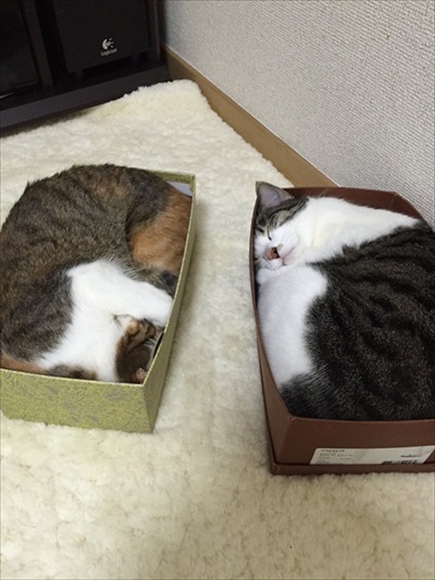 段ボールで運ばれる猫ちゃん