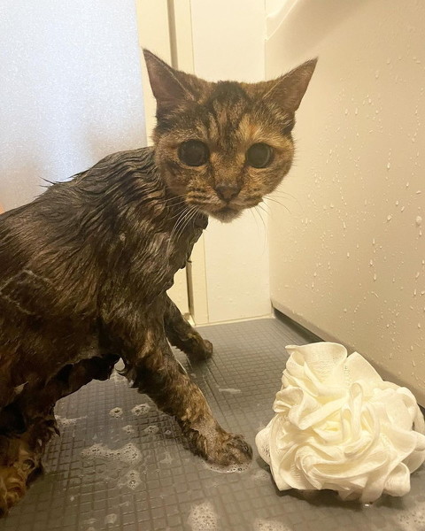 子猫