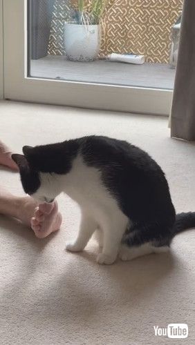 「Cat Makes Shocked Face After Smelling Owner's Feet - 1248707」