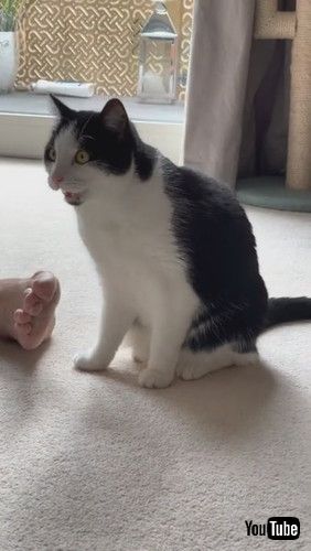 「Cat Makes Shocked Face After Smelling Owner's Feet - 1248707」