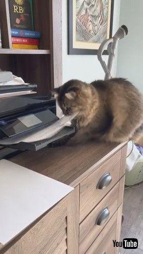 「Printing Paper Keeps Kitty Occupied || ViralHog」
