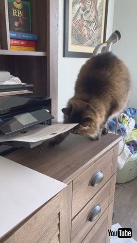 「Printing Paper Keeps Kitty Occupied || ViralHog」