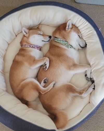 シンクロ寝のワンコ