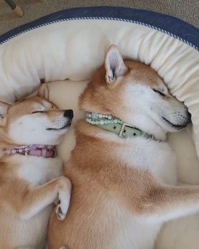 シンクロ寝のワンコ