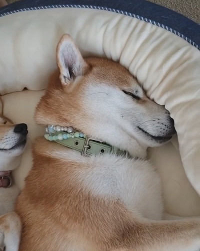 シンクロ寝のワンコ