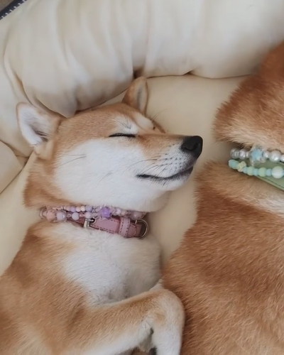 シンクロ寝のワンコ