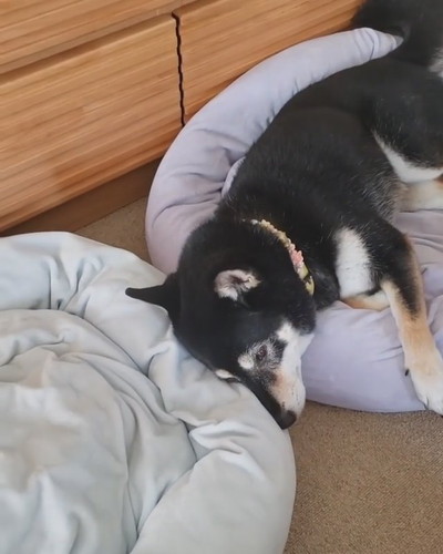 シンクロ寝のワンコ