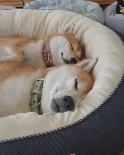 シンクロ寝のワンコ