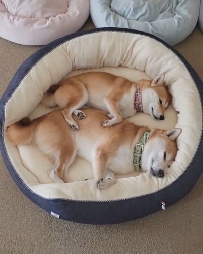 シンクロ寝のワンコ