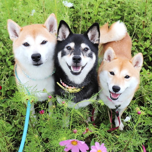 お散歩中のみんな