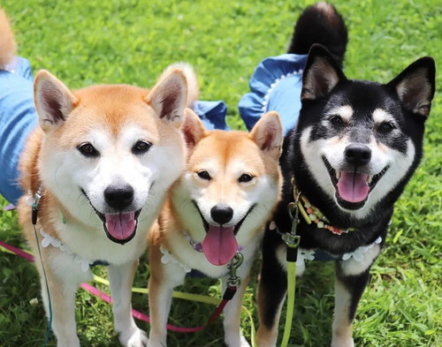 モカちゃんアンちゃんサラちゃん