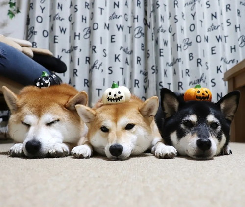 モカちゃんアンちゃんサラちゃん