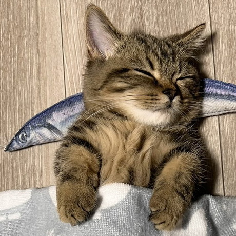 魚枕でスヤスヤチョパえもんくん