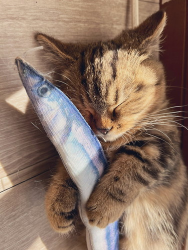 魚枕でスヤスヤチョパえもんくん