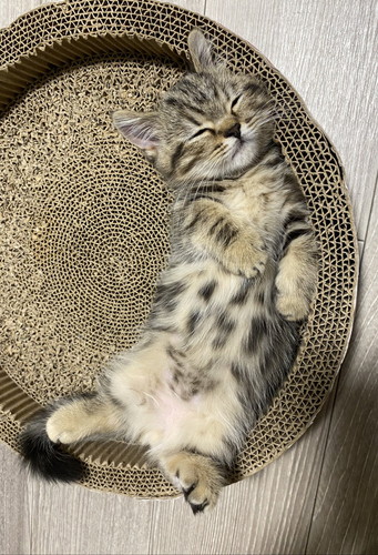 チョパえもんくんいろいろ