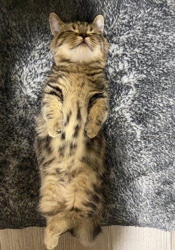 チョパえもんくんいろいろ