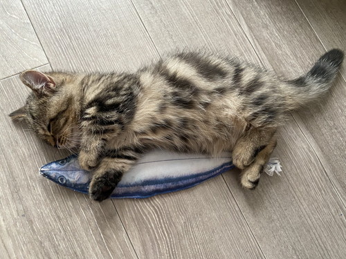 魚枕でスヤスヤチョパえもんくん