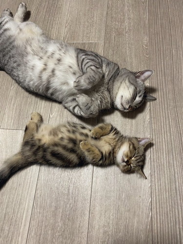 チョパえもんくんいろいろ