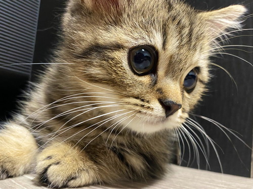 チョパえもんくんいろいろ