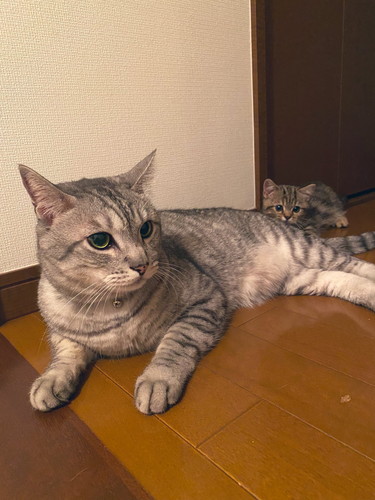 チョパえもんくんいろいろ