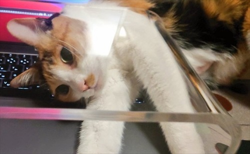 猫を甘くみてはいけない