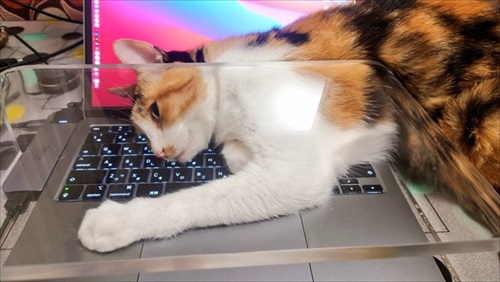 猫を甘くみてはいけない