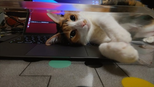 猫を甘くみてはいけない