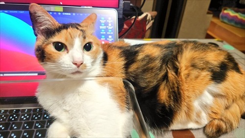 猫を甘くみてはいけない