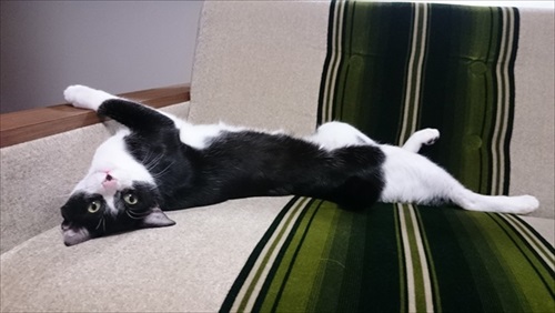 猫を甘くみてはいけない