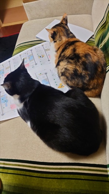 猫を甘くみてはいけない