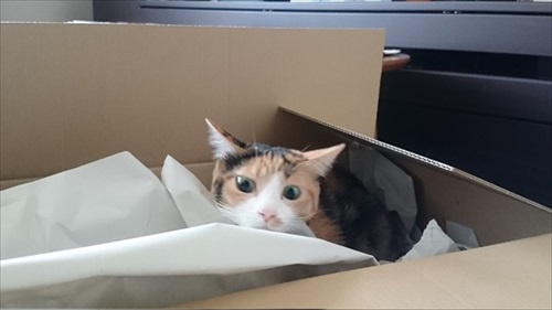 猫を甘くみてはいけない