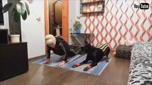「Doberman Joins in on Exercise Routine || ViralHog」