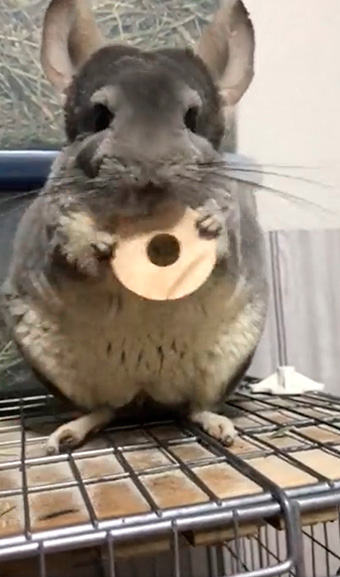 チンチラのムーさん