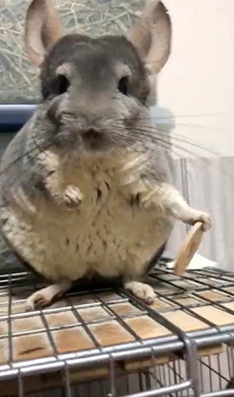 チンチラのムーさん