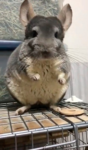 チンチラのムーさん