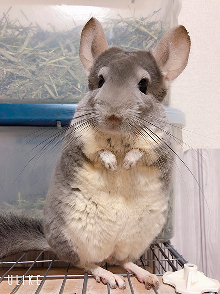 チンチラのムーさん