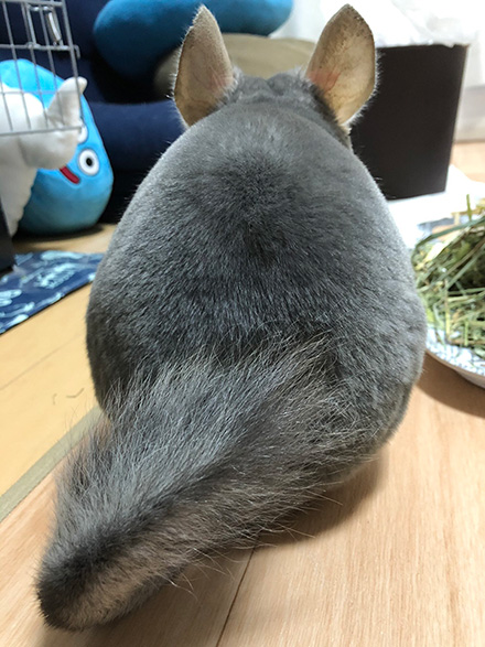 チンチラのムーさん