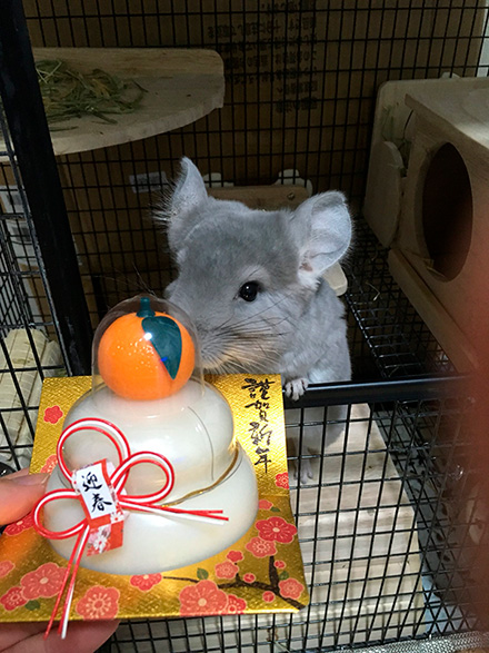 チンチラのムーさん