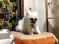 猫がもし“頑固パン職人”だったら……　渋い表情でひたすらにこねまくる猫ちゃんにグッとくる