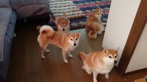 柴犬一家 だるまさんがころんだ ではない