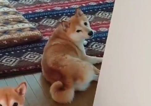 柴犬一家 だるまさんがころんだ ではない