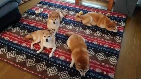 柴犬一家 だるまさんがころんだ ではない