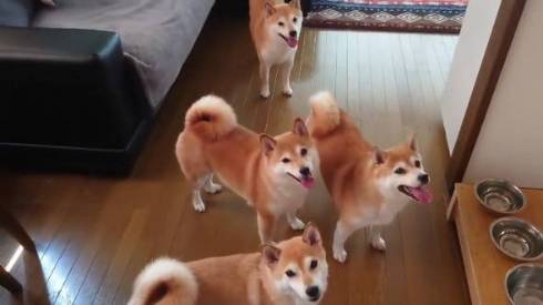 柴犬一家 だるまさんがころんだ ではない