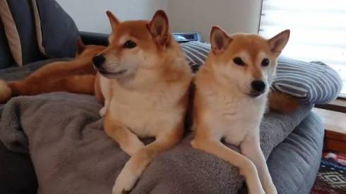 柴犬一家 だるまさんがころんだ ではない