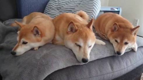 柴犬一家 だるまさんがころんだ ではない