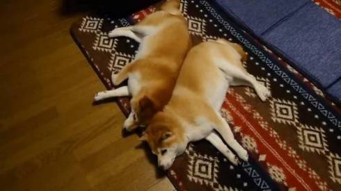 柴犬一家 だるまさんがころんだ ではない