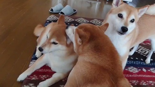 柴犬一家 だるまさんがころんだ ではない